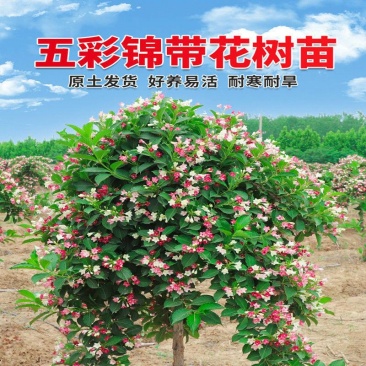 五彩锦带花树状彩色树种小苗庭院别墅绿化耐寒盆栽红王子锦带