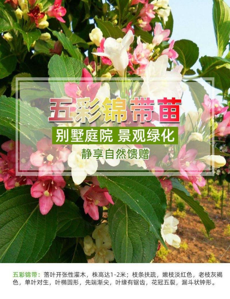 五彩锦带花树状彩色树种小苗庭院别墅绿化耐寒盆栽红王子锦带