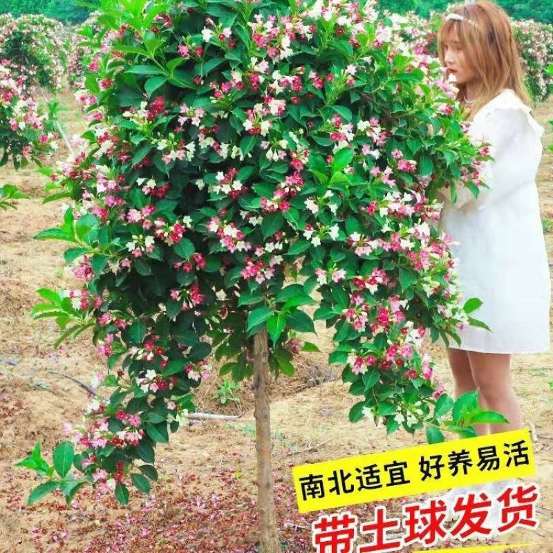 五彩锦带花树状彩色树种小苗庭院别墅绿化耐寒盆栽红王子锦带