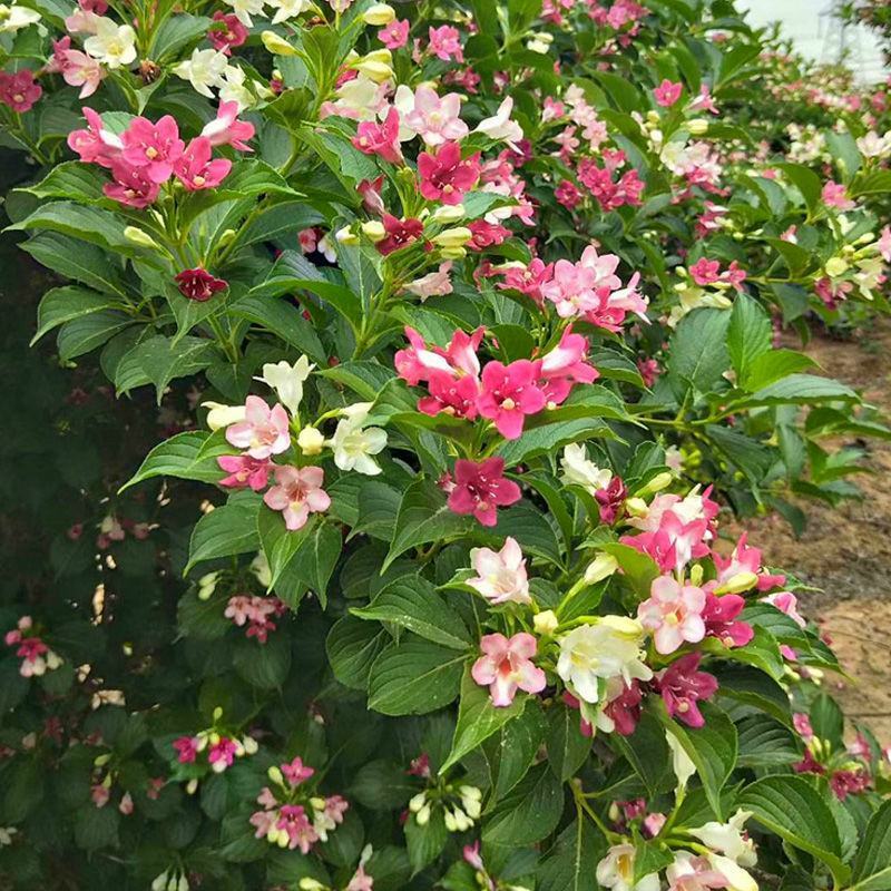 五彩锦带花树状彩色树种小苗庭院别墅绿化耐寒盆栽红王子锦带