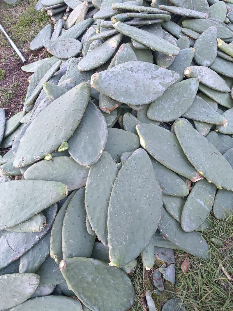 仙人掌米邦塔仙人掌养殖用仙人掌做菜种植都可用
