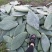 仙人掌米邦塔仙人掌养殖用仙人掌做菜种植都可用