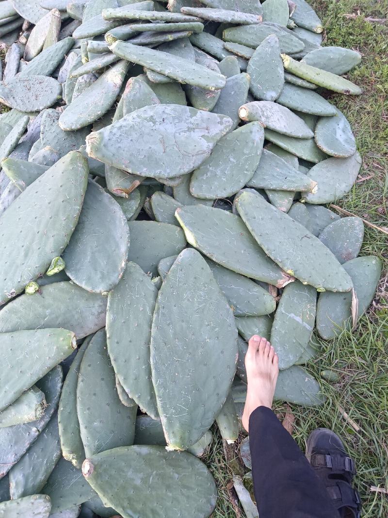仙人掌米邦塔仙人掌养殖用仙人掌做菜种植都可用