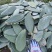 仙人掌米邦塔仙人掌养殖用仙人掌做菜种植都可用