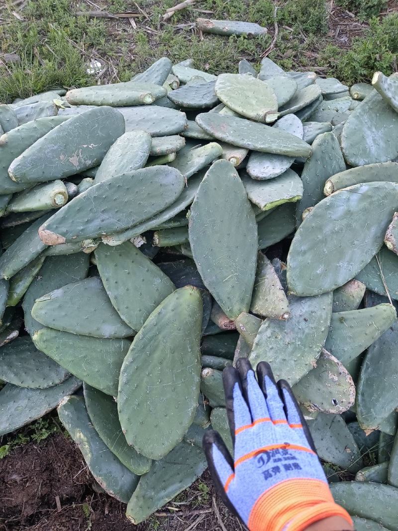 仙人掌米邦塔仙人掌养殖用仙人掌做菜种植都可用