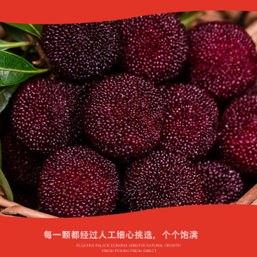 云南石屏杨梅东魁杨梅