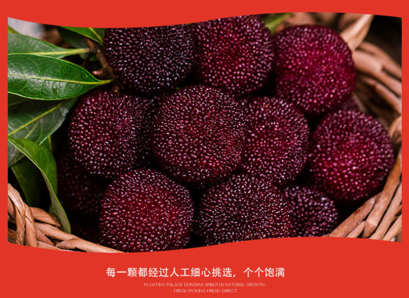 云南石屏杨梅东魁杨梅