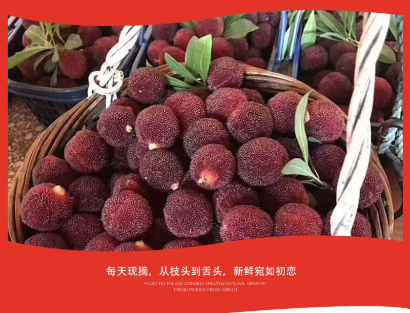 云南石屏杨梅东魁杨梅
