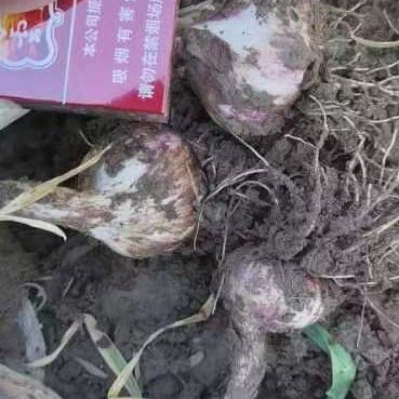 固安紫皮大蒜