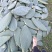 米邦塔仙人掌