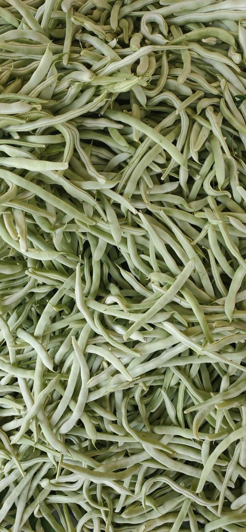 白条架豆大量有货，质量很好价格不高欢迎各地客商前来联系。