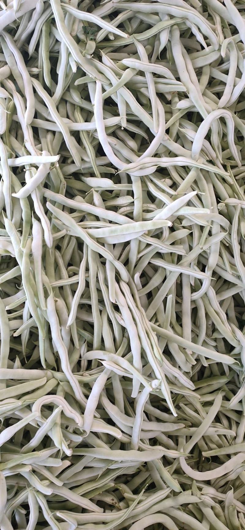 白条架豆大量有货，质量很好价格不高欢迎各地客商前来联系。