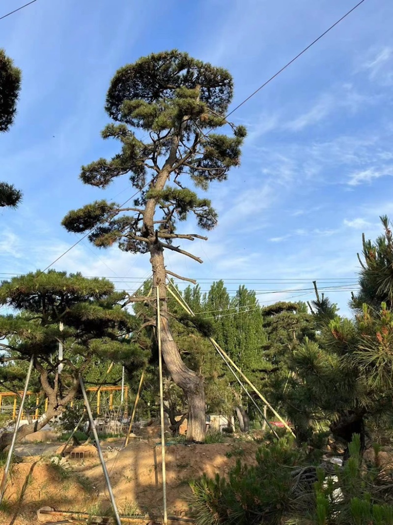 造型油松，造型古松，精品造型松，各种规格，常年供应。