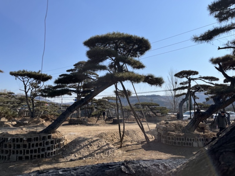 造型油松，造型古松，精品造型松，各种规格，常年供应。