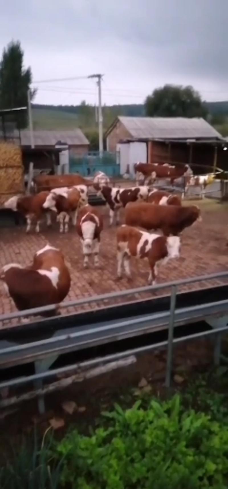 种牛，西门塔尔牛，公牛母牛，怀孕母牛，西门塔尔牛