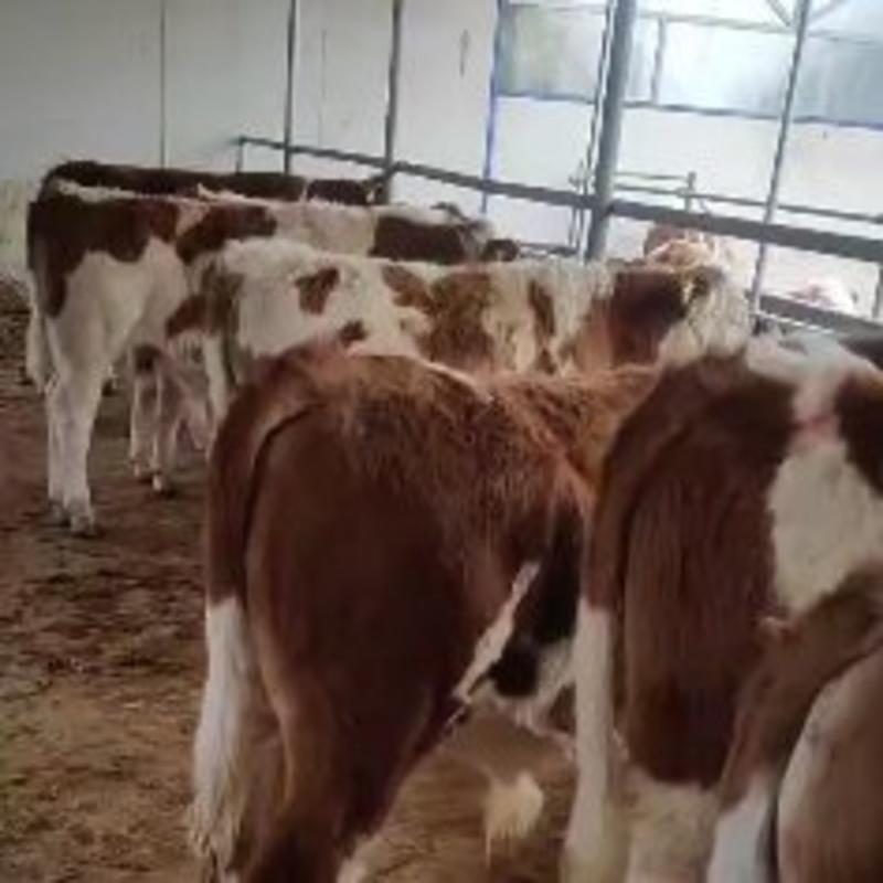 种牛，西门塔尔牛，公牛母牛，怀孕母牛，西门塔尔牛