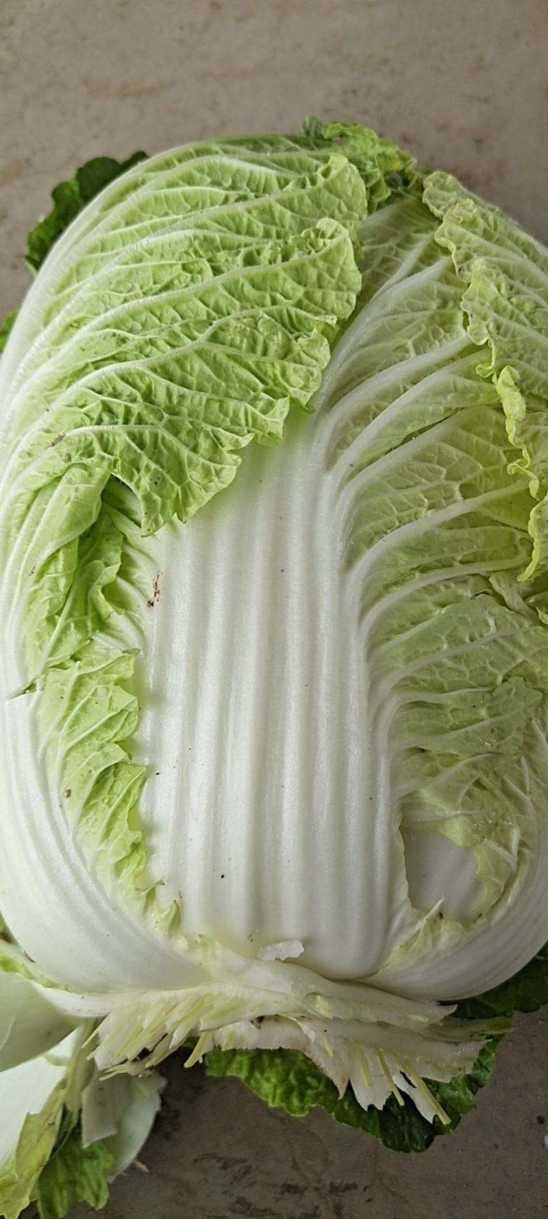 白菜