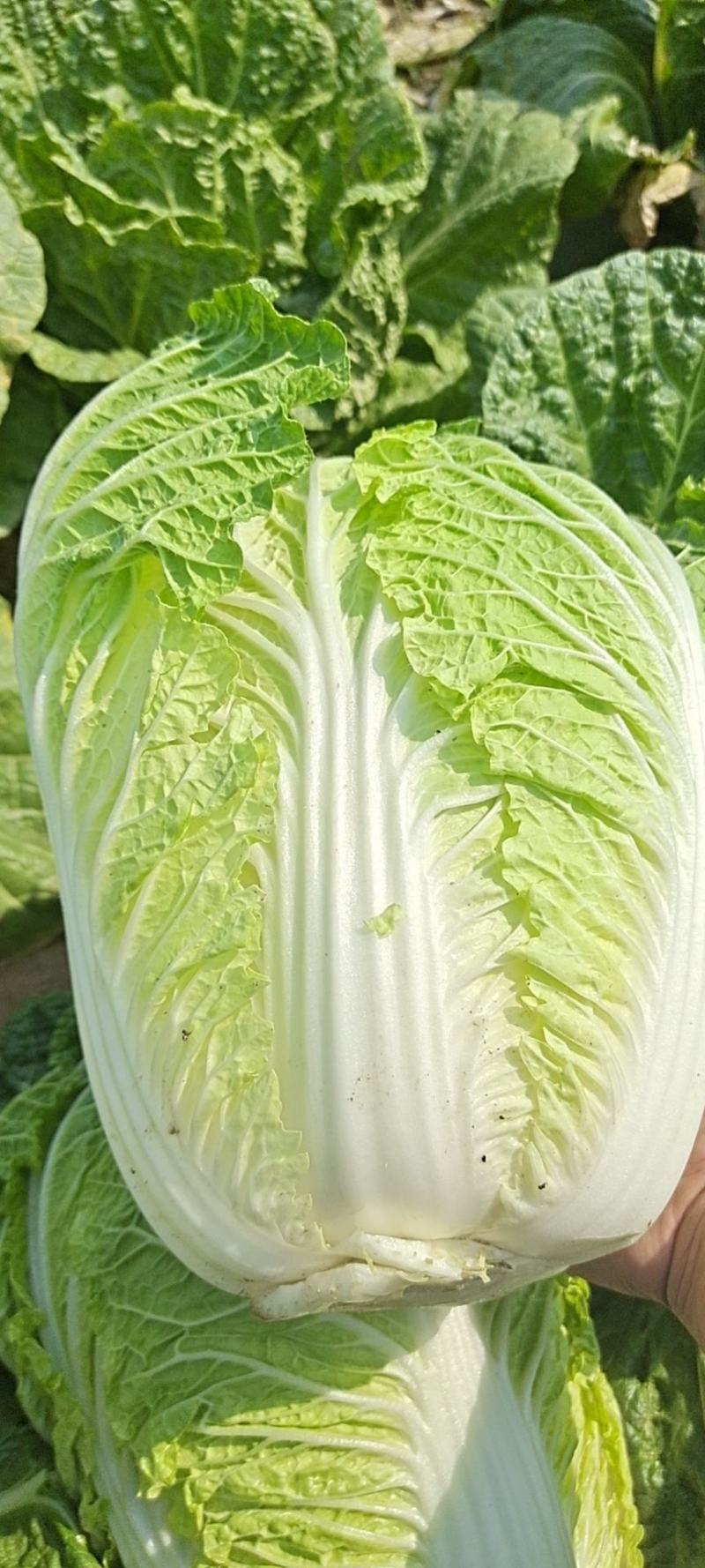 白菜