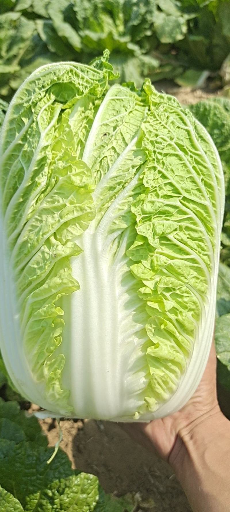白菜