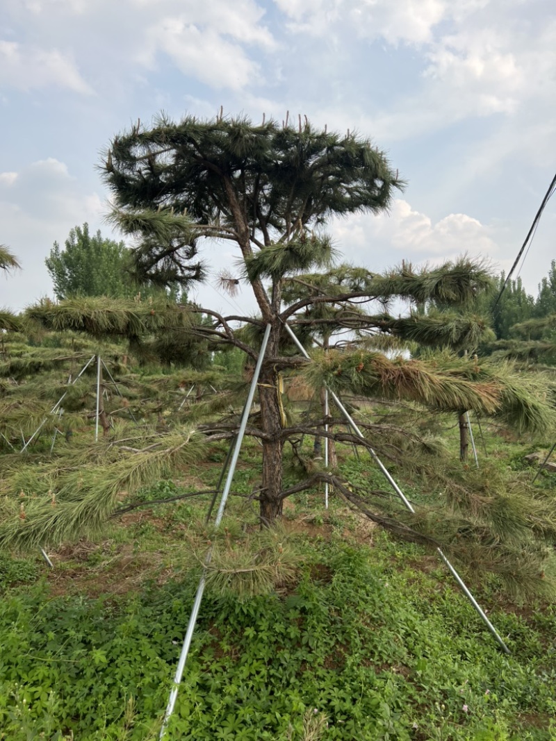 特价地径15造型油松景观松园林绿化小区公园绿化