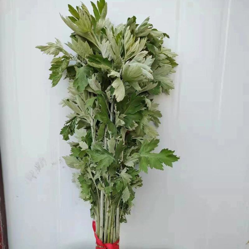 端午节专用鲜艾桐柏山有机艾草有机种植无公害