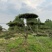 特价地径15造型油松景观松园林绿化小区公园绿化
