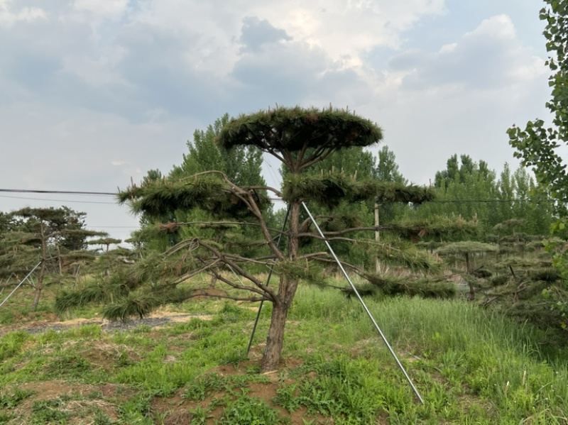 特价地径15造型油松景观松园林绿化小区公园绿化