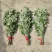 端午节专用鲜艾桐柏山有机艾草有机种植无公害