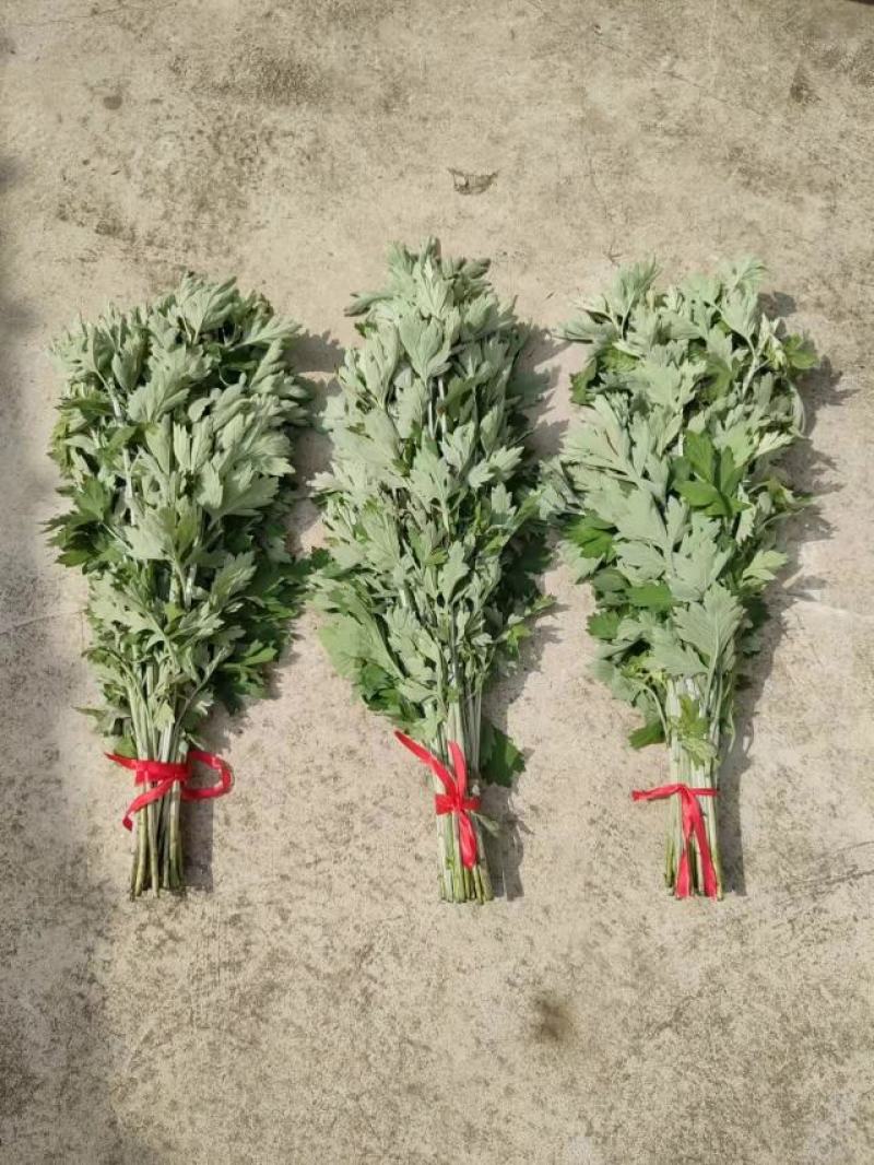 端午节专用鲜艾桐柏山有机艾草有机种植无公害