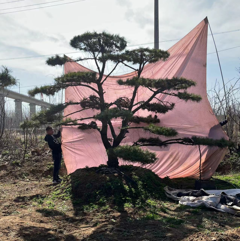 特价地径15造型油松景观松园林绿化小区公园绿化