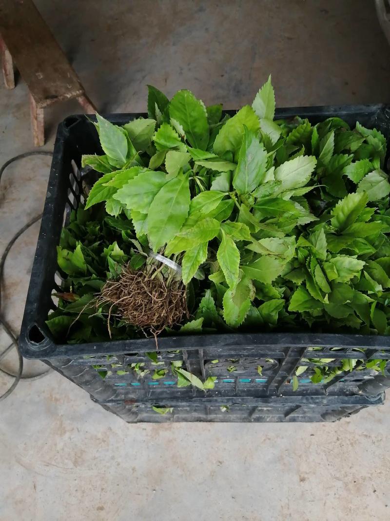 草珊瑚苗，九节茶，有60亩的育苗基地技术成熟包成活