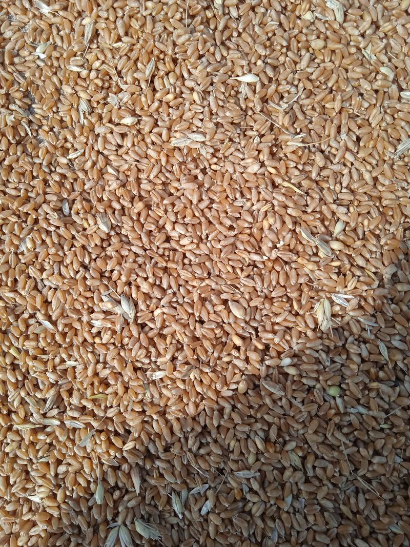优质小麦水份十四以内容重790
