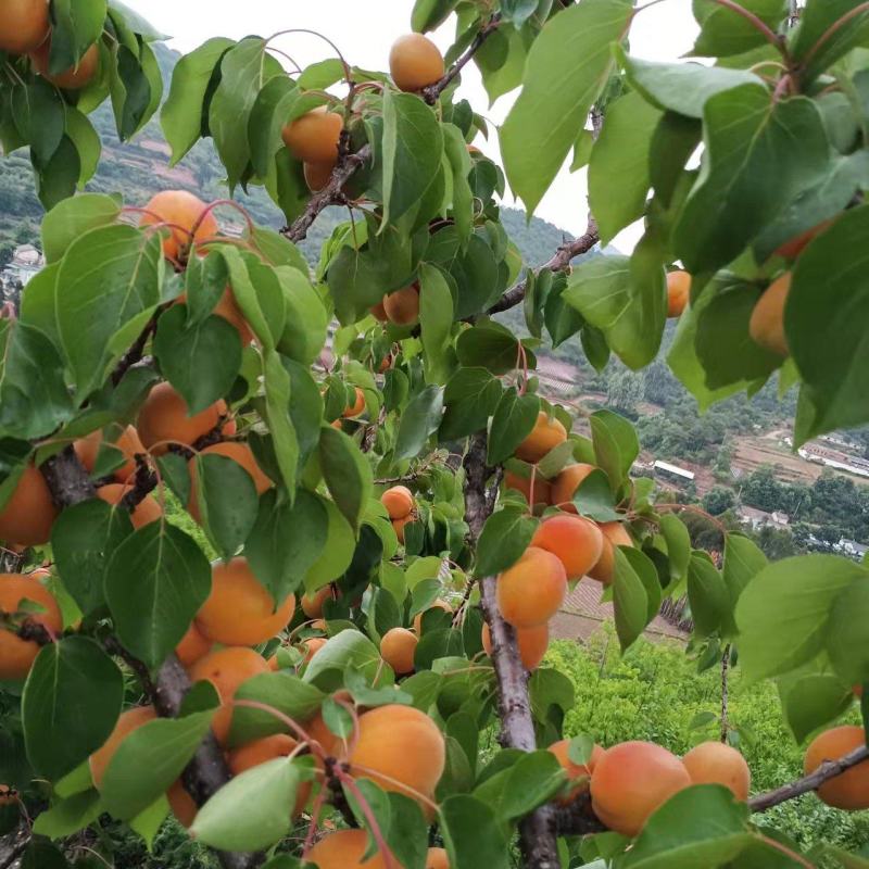 凯特杏、金太阳、胭脂红。杏子5月大量上市