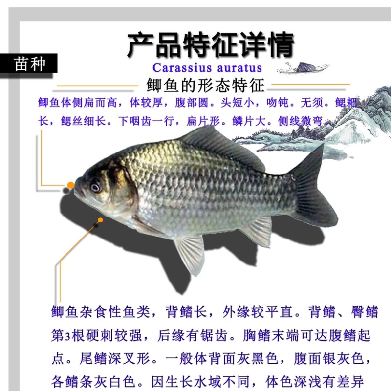 鲫鱼苗优质中科5号生长快黑背白身银鲫鱼苗