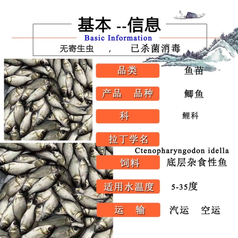 鲫鱼苗优质中科5号生长快黑背白身银鲫鱼苗
