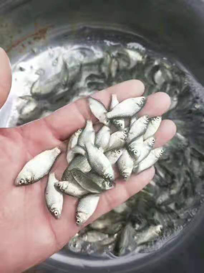 鲫鱼苗优质中科5号生长快黑背白身银鲫鱼苗