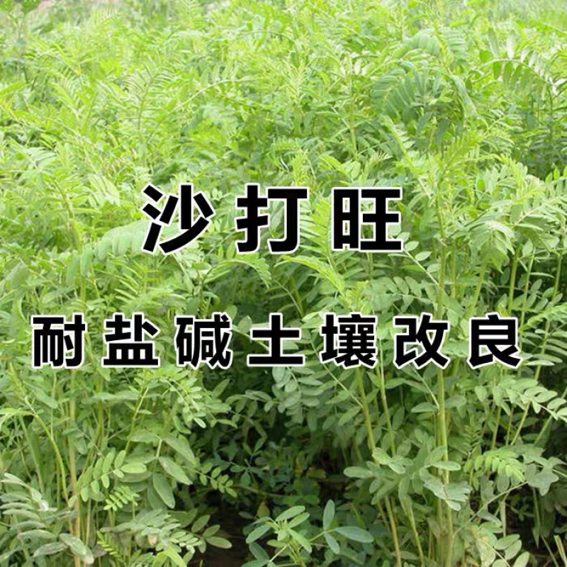 沙打旺种子护坡复绿草种子固堤防沙牧草种子