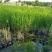 白洋淀盆栽芦苇,野生抗寒量大从优!可签订合同后期技术指导
