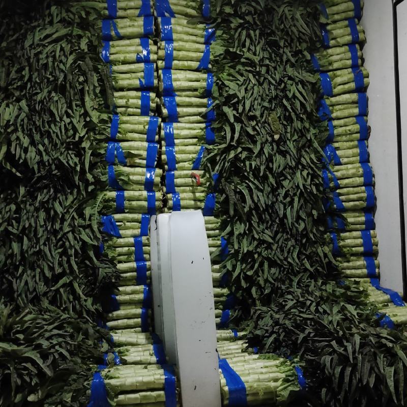 红叶香莴苣莴笋大量上市产地直发，品质保证货源充足