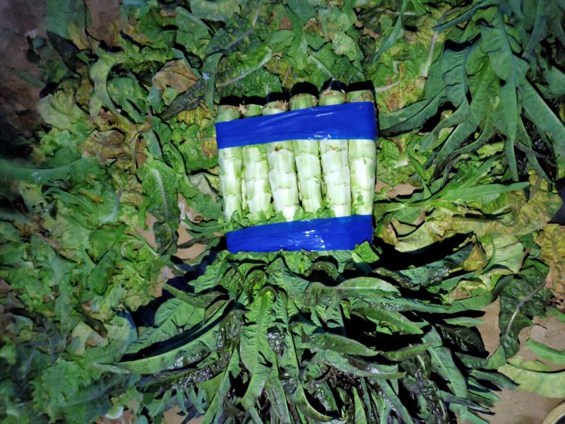 红叶香莴苣莴笋大量上市产地直发，品质保证货源充足