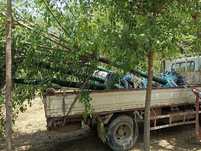 大量供应，6-15公分丝棉木，树形好，价格实惠，