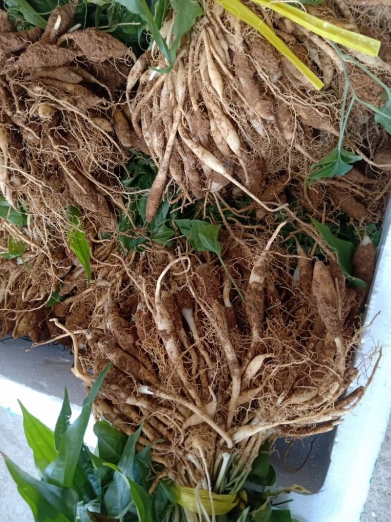 红花大百部苗基地直销