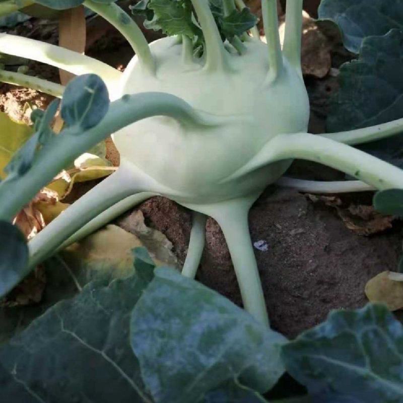 新鲜通过丕蓝两万斤起售