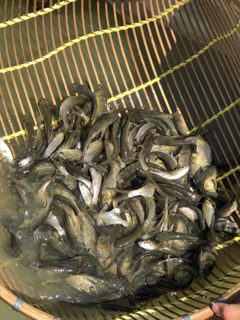 花鲢苗大头苗优质花鲢鳙鱼苗优质种苗胖头鱼
