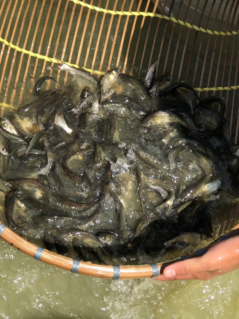 花鲢苗大头苗优质花鲢鳙鱼苗优质种苗胖头鱼
