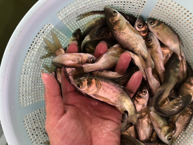 花鲢苗大头苗优质花鲢鳙鱼苗优质种苗胖头鱼
