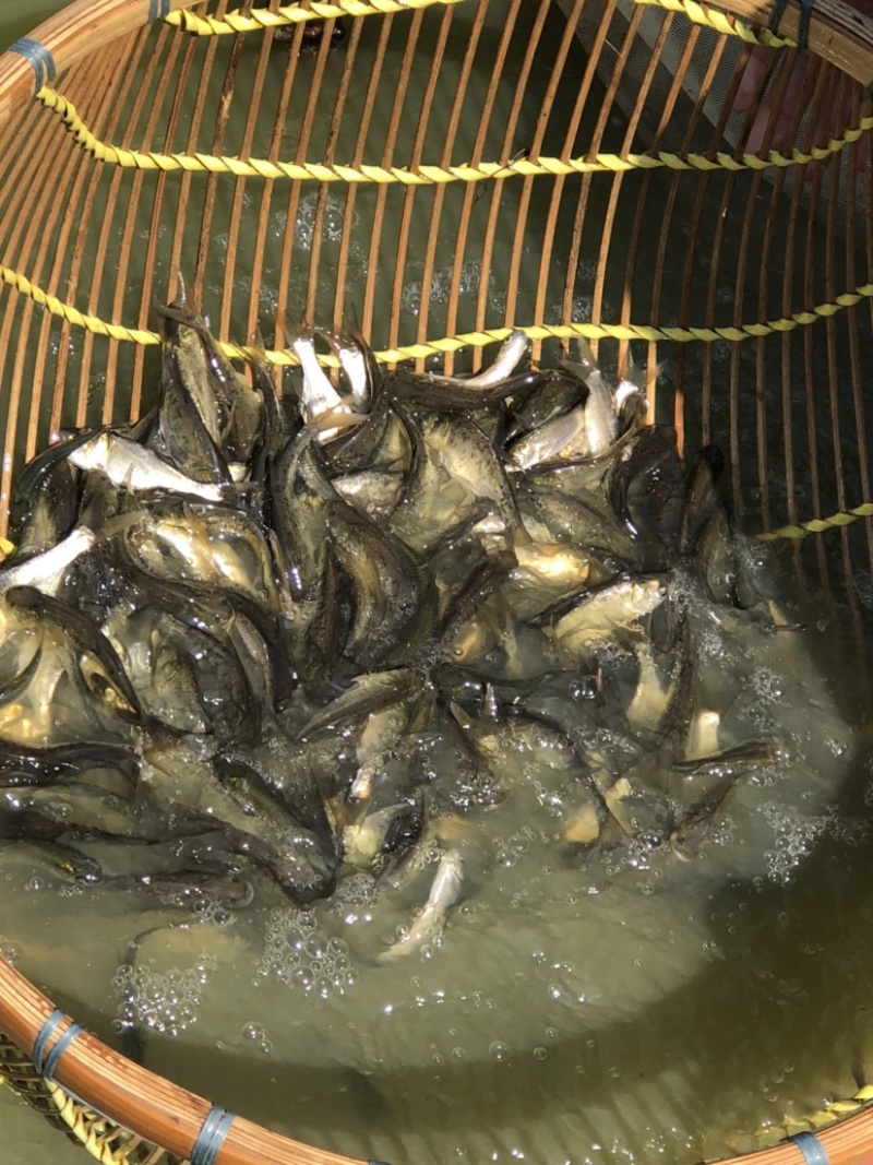 花鲢苗大头苗优质花鲢鳙鱼苗优质种苗胖头鱼