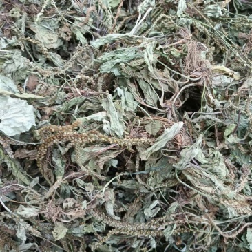 车前草野生新货自然晒干无硫熏批发零售