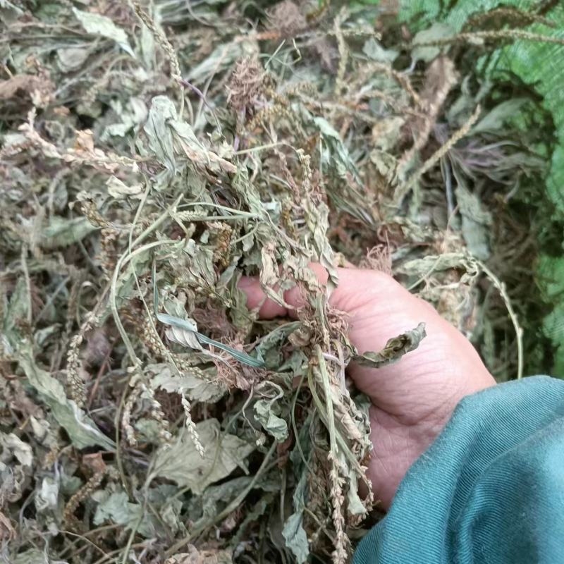 车前草野生新货自然晒干无硫熏批发零售