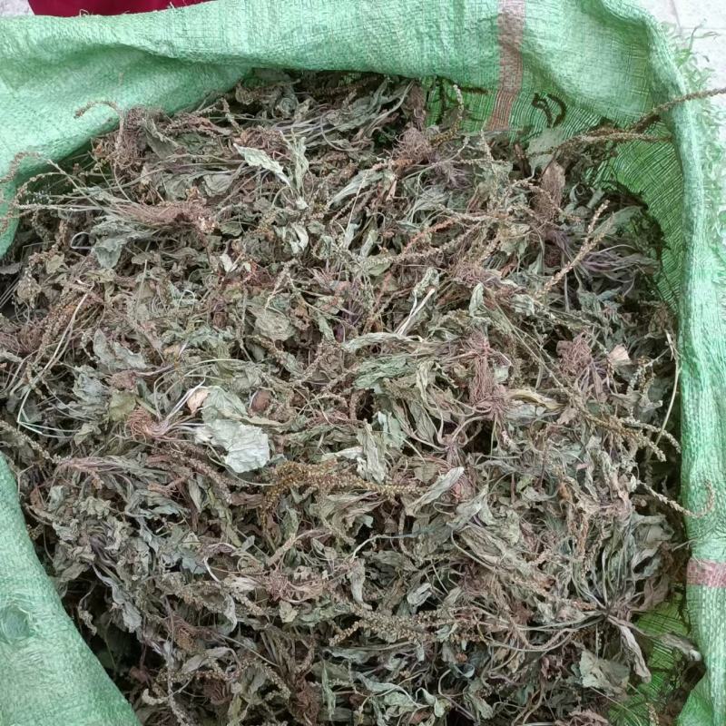 车前草野生新货自然晒干无硫熏批发零售